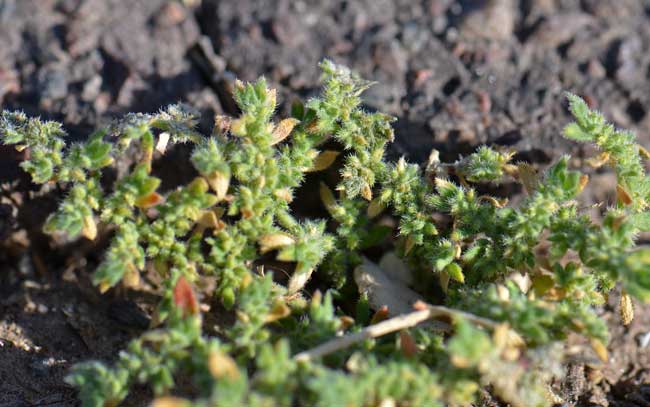 Herniaria hirsuta, Hairy Rupturewort, Southwest Desert Flora